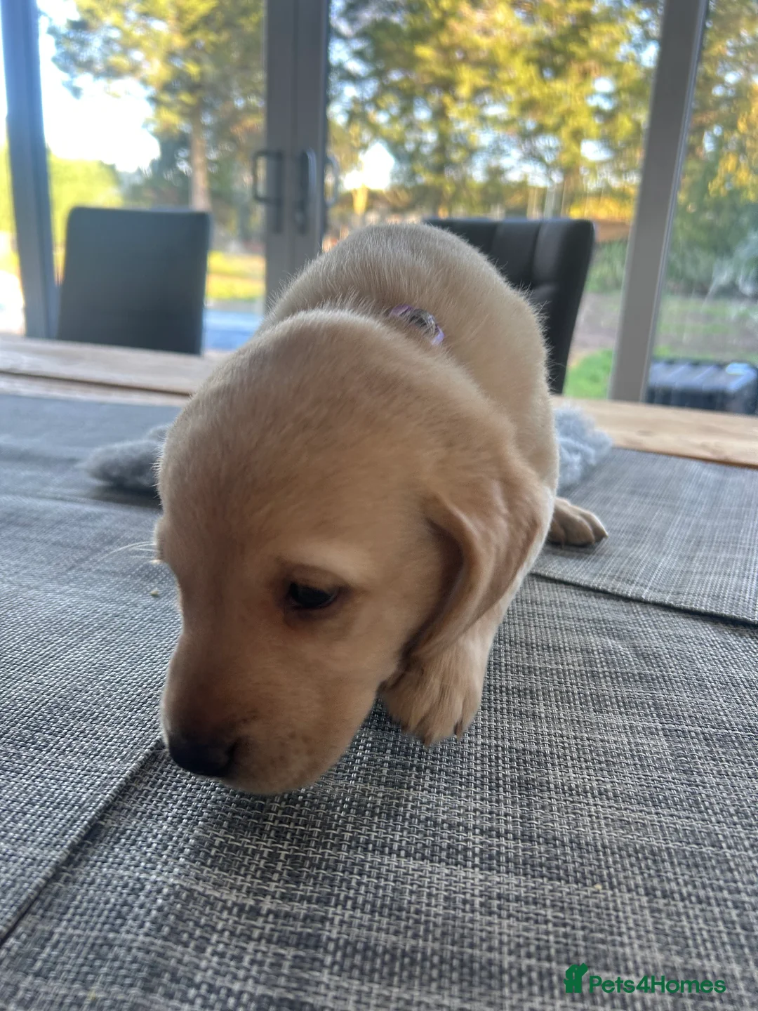 Labrador Retriever dogs for sale: KC Registered labs for sale  - Advert 8