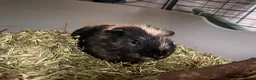 Guinea Pig rodents for sale: Forever home wanted🩵2 Male piggies  - Advert 6