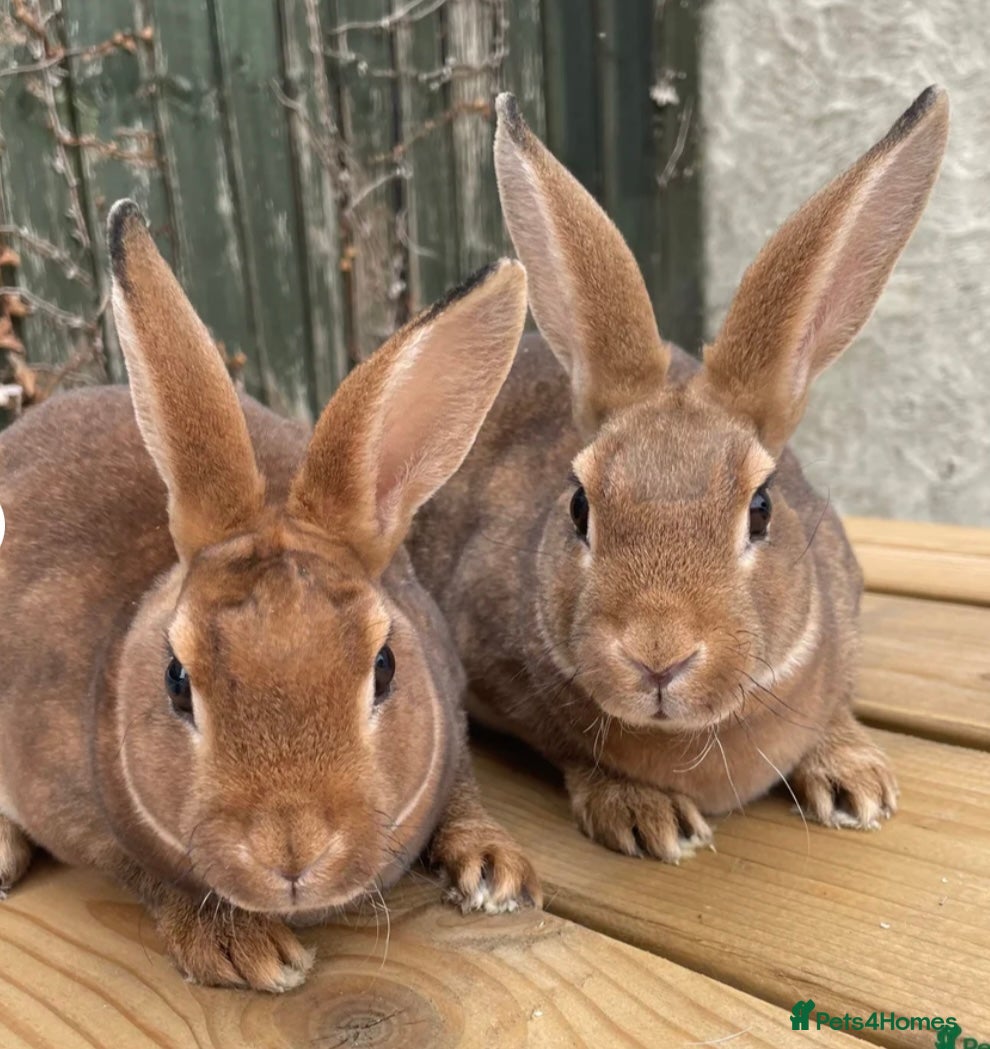 Mixed Breed rabbits Two male rabbits  - Advert 5