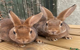 Mixed Breed rabbits for sale: Two male rabbits  - Advert 1