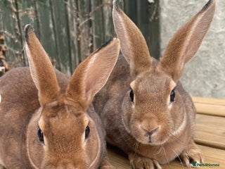 Mixed Breed rabbits Two male rabbits - Advert 2