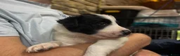 Border Collie dogs for sale: Border Collie Pups - Advert 14