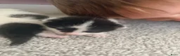 Mixed Breed cats for sale: 4 beautiful fluffy kitten  - Advert 2