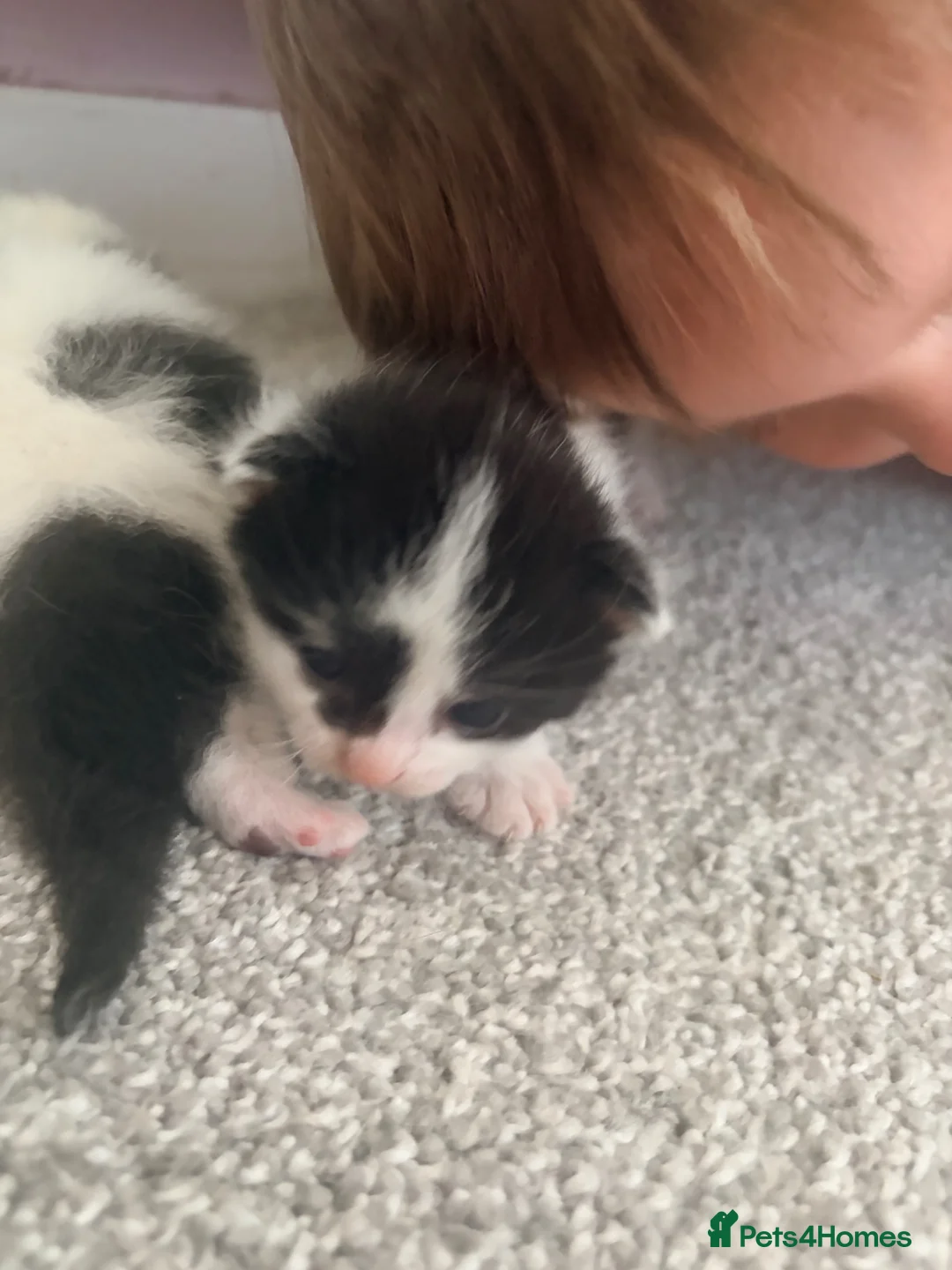 Mixed Breed cats for sale: 4 beautiful fluffy kitten  - Advert 2