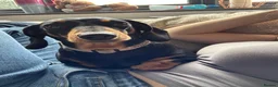 Miniature Dachshund dogs for sale: KC Registered miniature dachshund Puppies  in Rochester - Advert 2