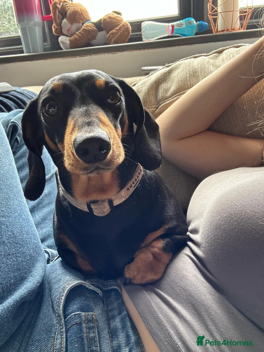 Miniature Dachshund dogs for sale: KC Registered miniature dachshund Puppies  in Rochester - Advert 2