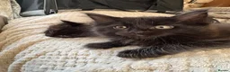 Ragcoon cats for sale: Ragcoon - Advert 6