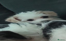 Mixed Breed dogs for sale: Jack russel cross pomeranian puppies  - Image 2