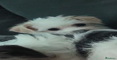 Mixed Breed dogs Jack russel cross pomeranian puppies  - Advert 12