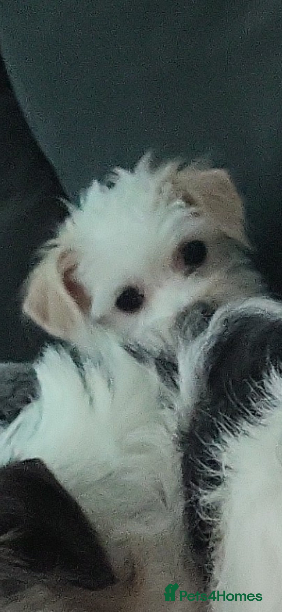 Mixed Breed dogs for sale: Jack russel cross pomeranian puppies  - Image 2