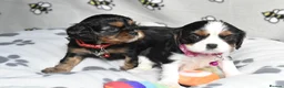 Cavalier King Charles Spaniel dogs for sale: Fully Health Tested KC Cavalier King Charles S in Rugby - Advert 13