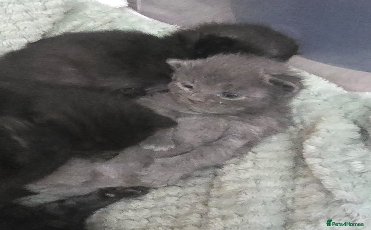 Mixed Breed cats - Advert 10