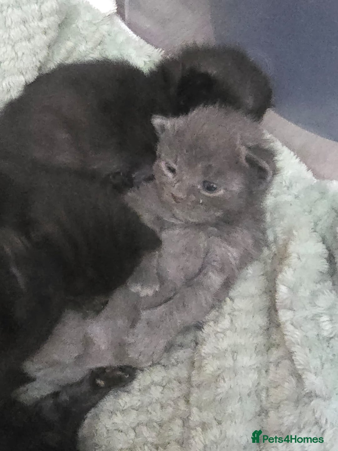 Mixed Breed cats for sale: Kittens  - Image 1
