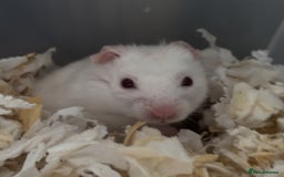 Hamster rodents for sale: baby hamsters  in Bungay - Image 5