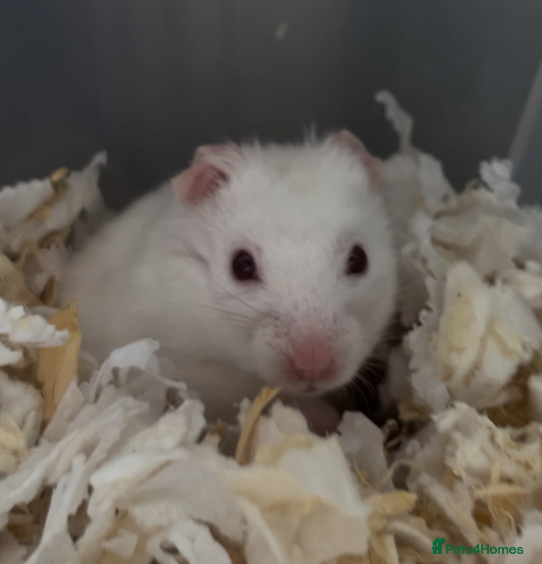 Hamster rodents for sale: baby hamsters  in Bungay - Image 5