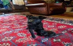 Patterjack dogs for sale: Patterjack Puppy  - Image 11
