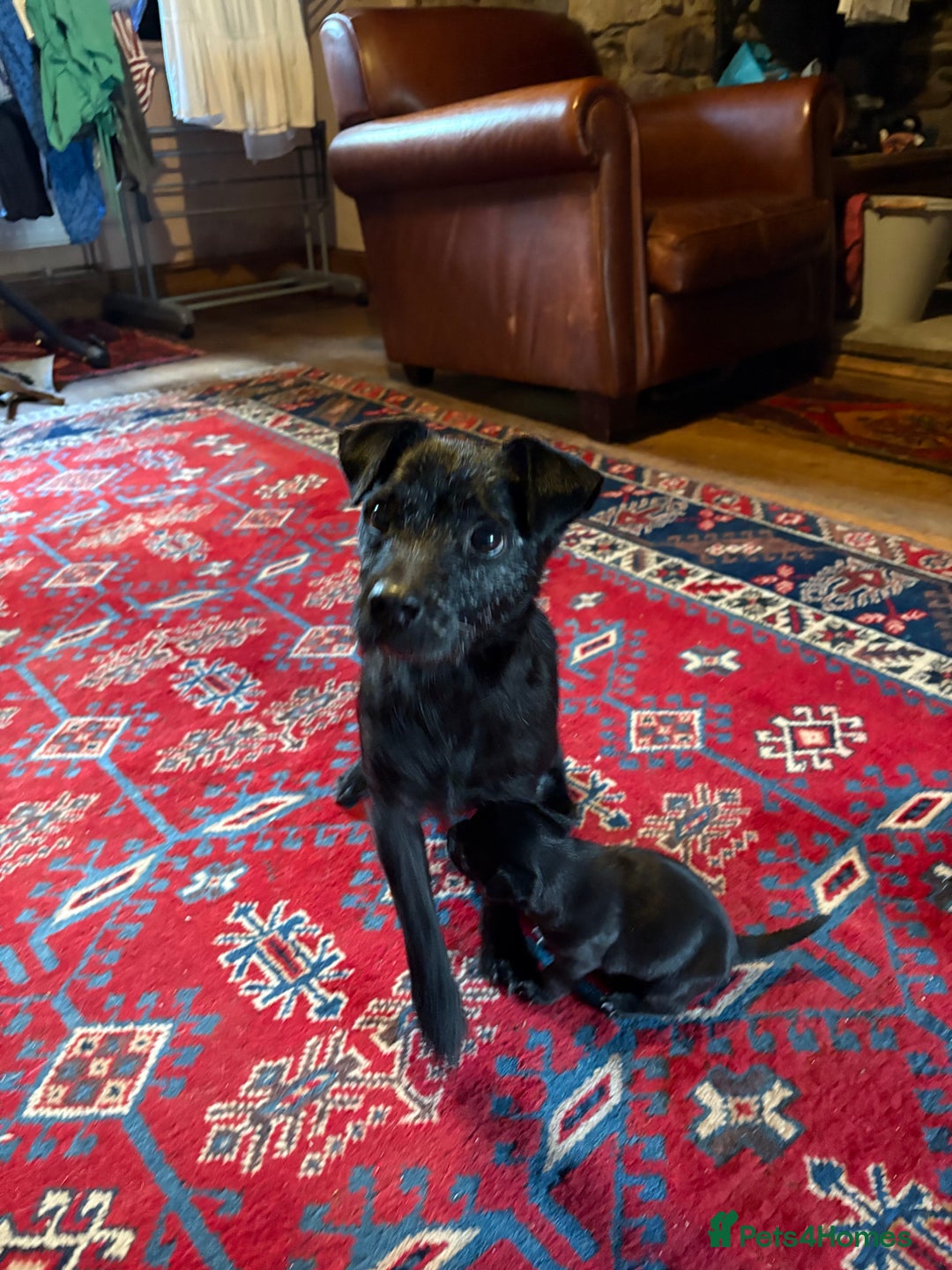 Patterjack dogs for sale: Patterjack Puppy  - Image 11