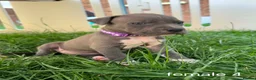 Staffordshire Bull Terrier dogs for sale: American Staffordshire terrier - Advert 14