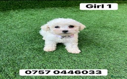 Poodle dogs for sale: Poodles pups for forever home - Image 9