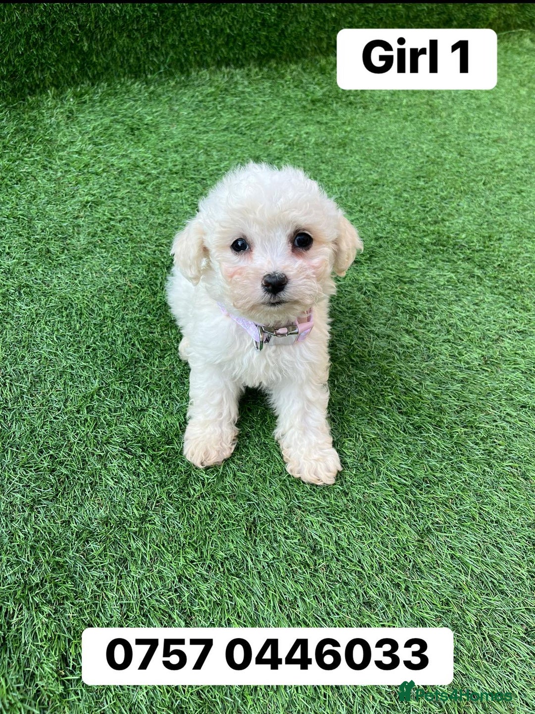 Poodle dogs for sale: Poodles pups for forever home - Image 9