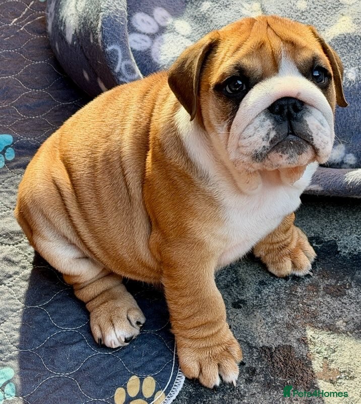 English Bulldog dogs KC Bulldog Pups Champion Lines -Ready from this wk - Advert 2