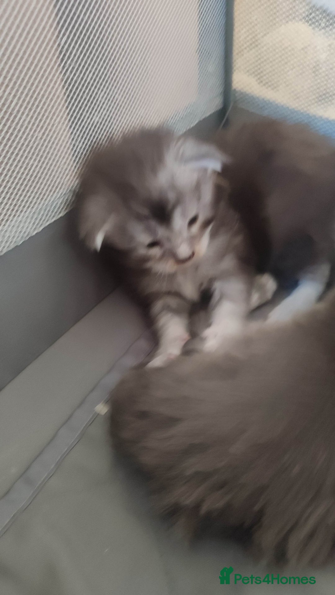 Maine Coon cats for sale: Tica Reg and fully health tested - Advert 30