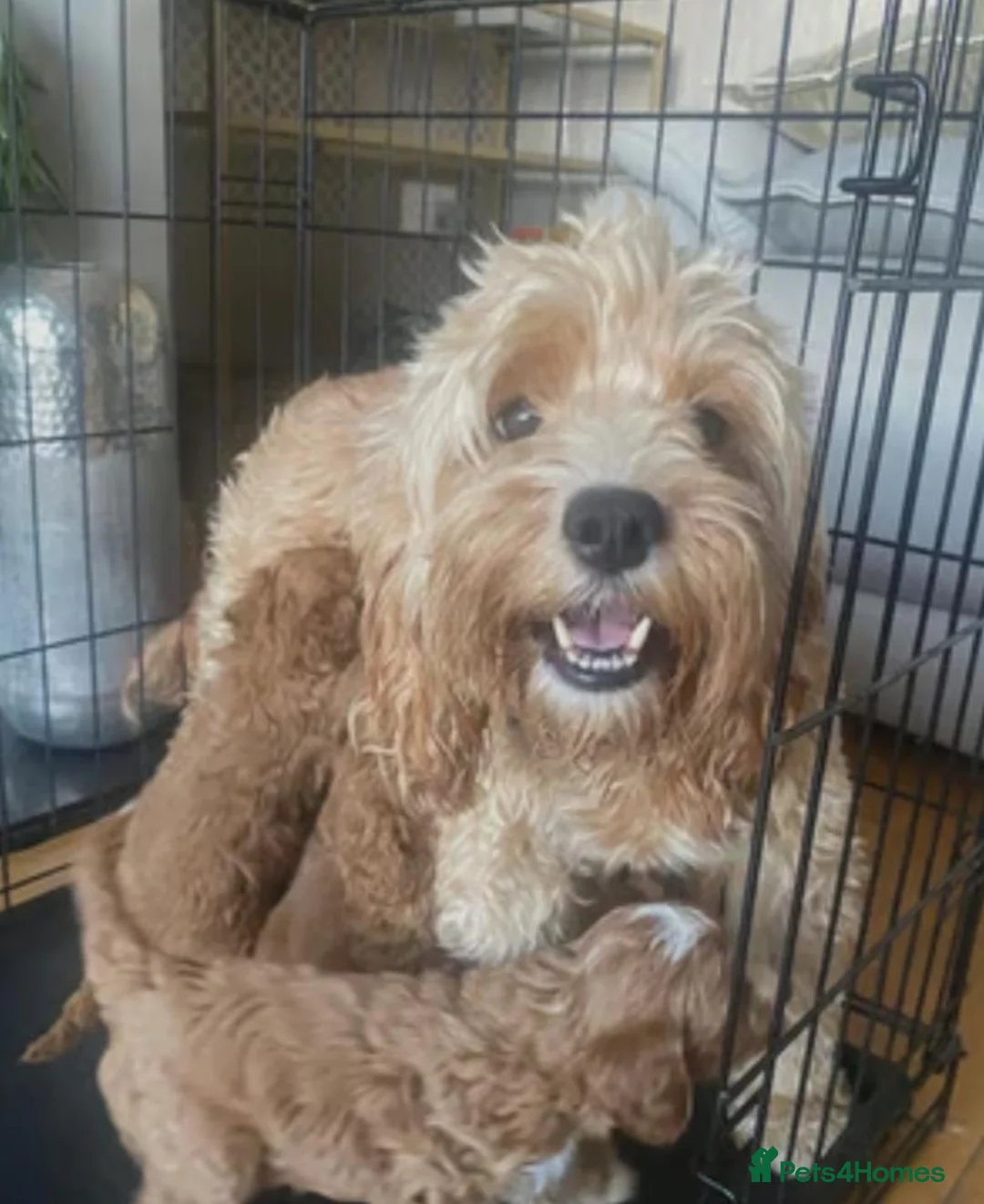 Cavapoo dogs for sale: Cavapoo puppies - Advert 4