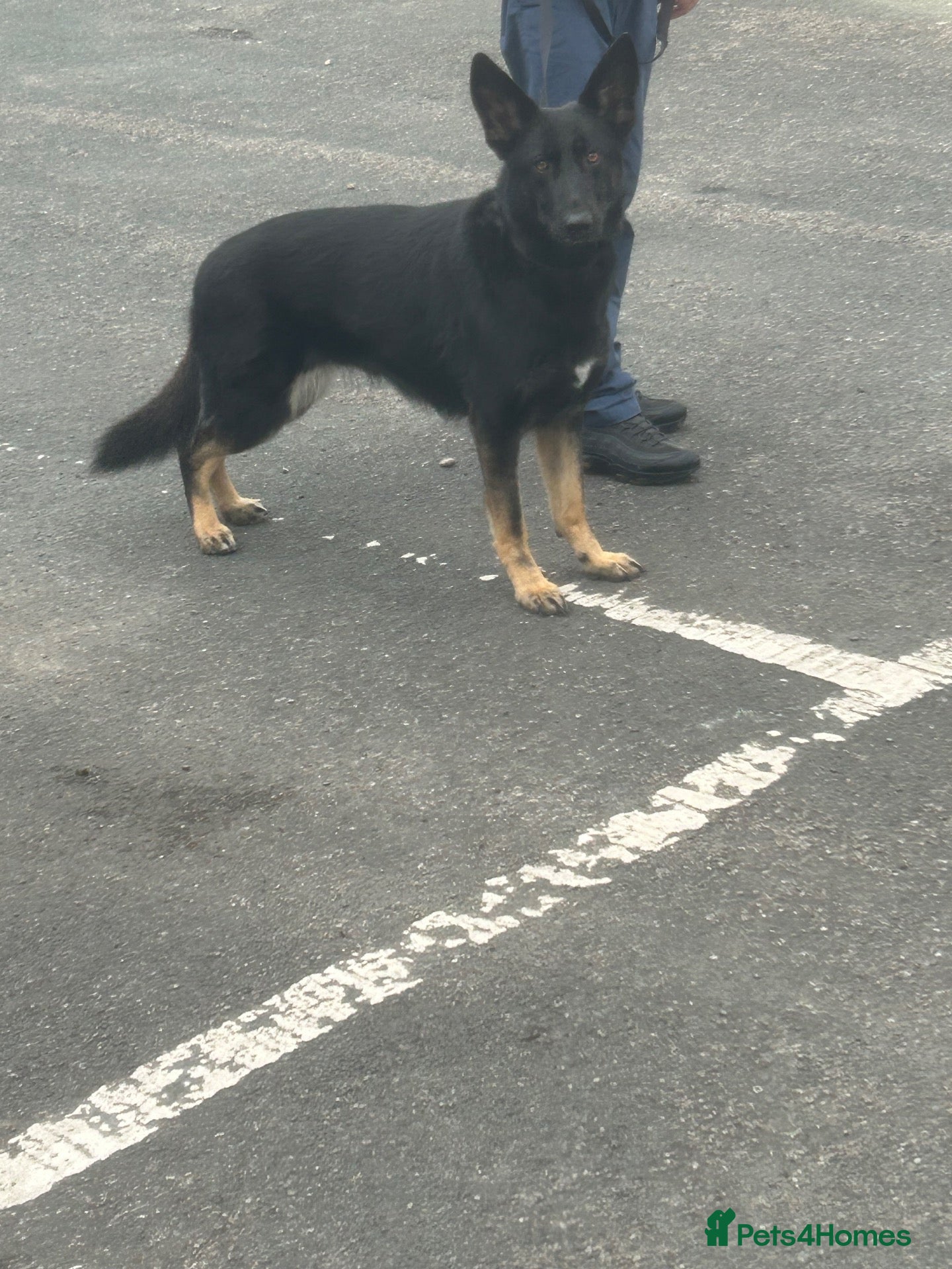 German Shepherd dogs for stud: German Shepherd for sale  - Advert 8