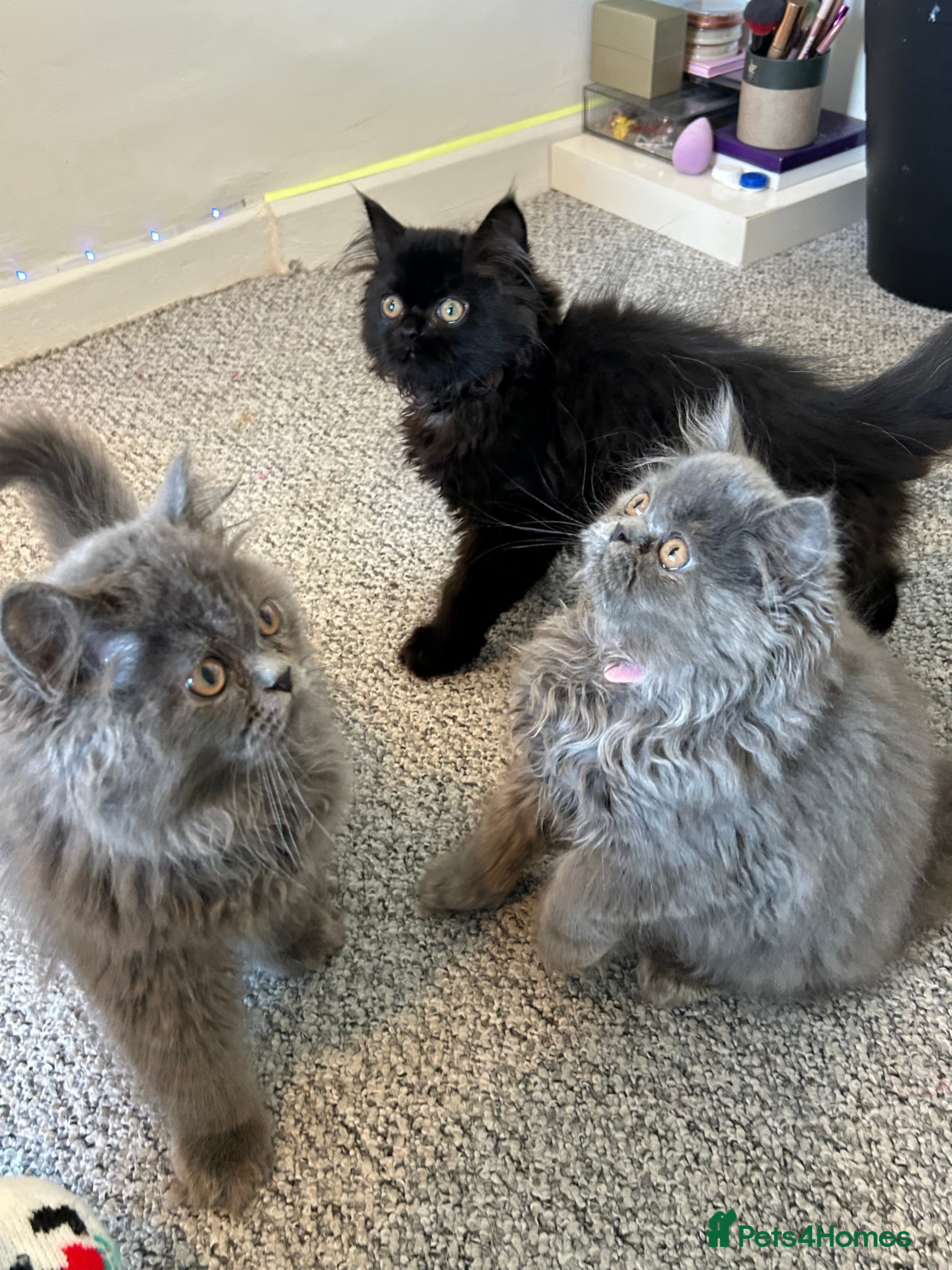 Persian cats Persian cats London  - Advert 16