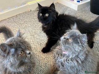 Persian cats Persian cats London - Advert 13