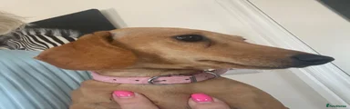 Miniature Dachshund 1