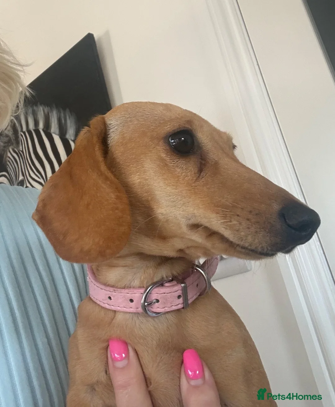 Miniature Dachshund dogs for sale: Smooth haired female mini dachshund pup - Advert 9