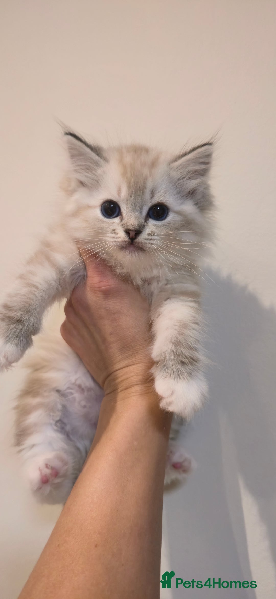 Ragdoll cats for sale: Pedigree Tica Boys Ragdoll  - Image 2