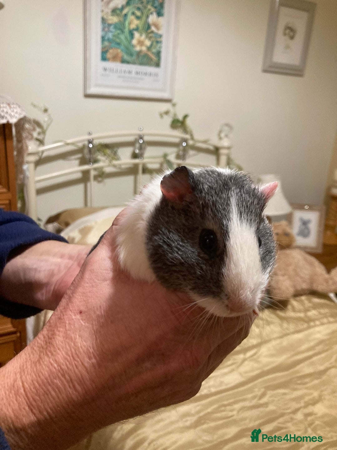 Guinea Pig rodents for sale: 5 gorgeous female Guinea pigs for sale - Advert 19