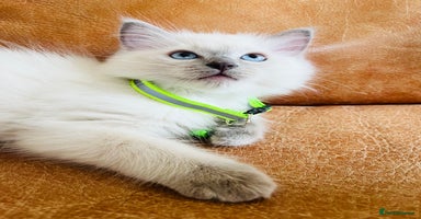 Ragdoll cats in London - Advert 14