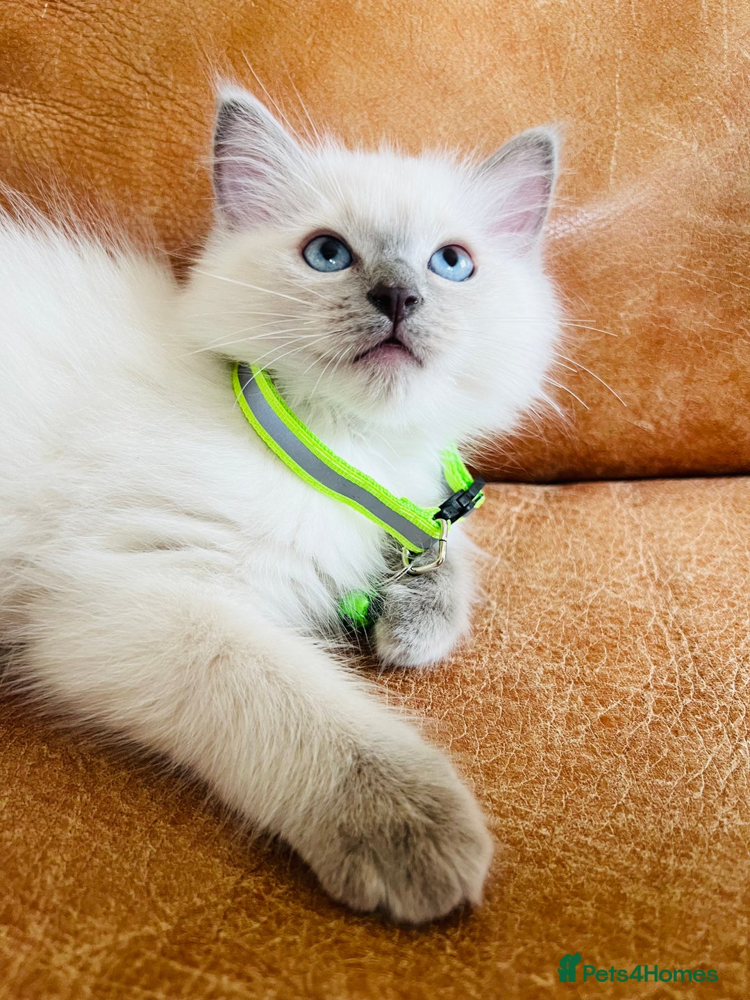 Ragdoll cats for sale: SILKY GCCF PEDIGREE RAGDOLL - Championline  in London - Image 5