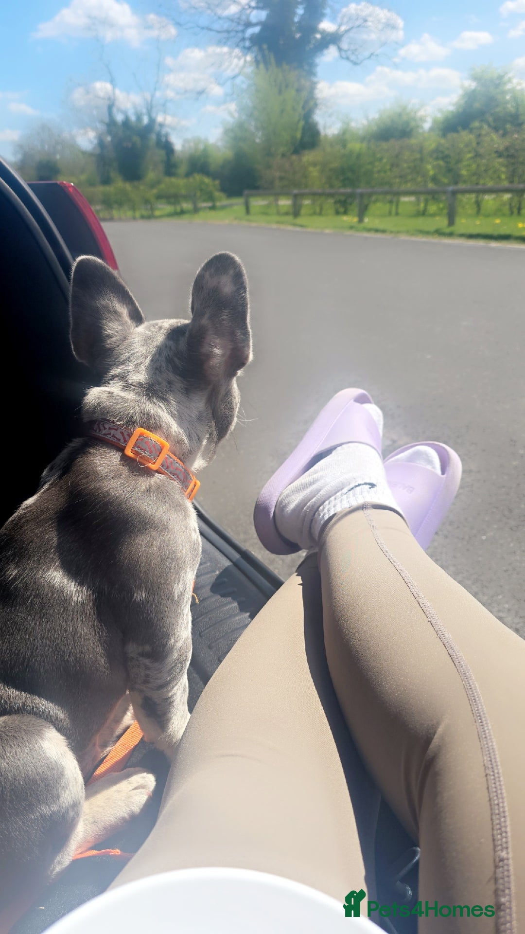 French Bulldog dogs for sale: 6 month old male  - Image 4