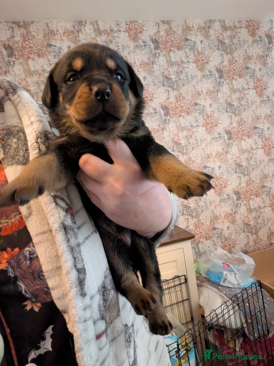 Rottweiler dogs for sale: ⭐ Rottweiler ⭐ - Advert 36