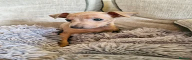 Italian Greyhound Puppy 3