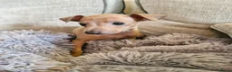 Italian Greyhound dogs for sale: KC reg Italian greyhound puppies  in Sheffield - Advert 8