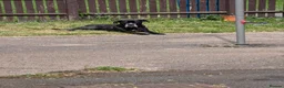 Cane Corso dogs for sale: Cane Corso Female *READ DESCRIPTION* - Advert 7