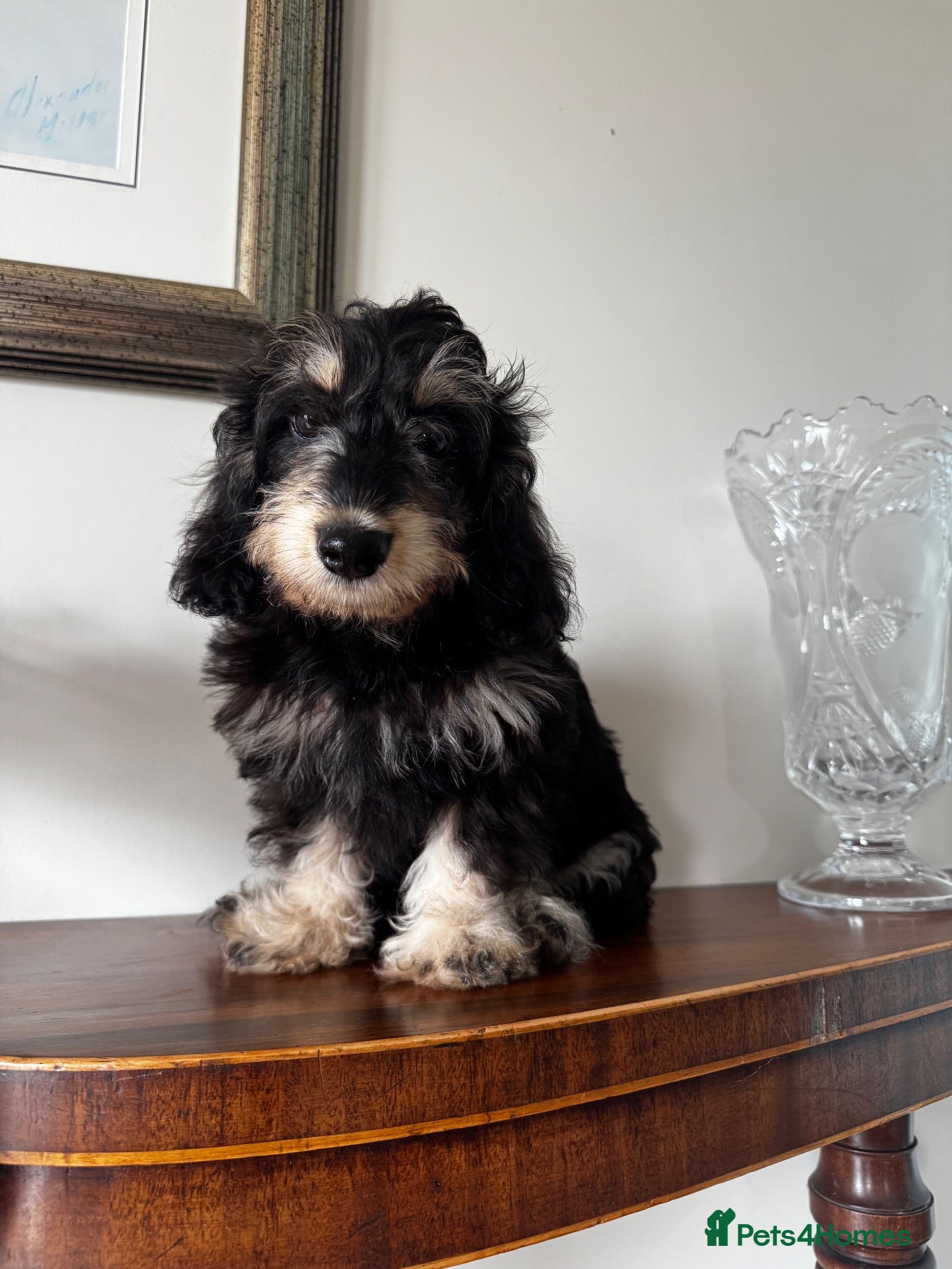 Doxiepoo dogs Doxiepoos Miniature dachshund x toy poodle  - Advert 1