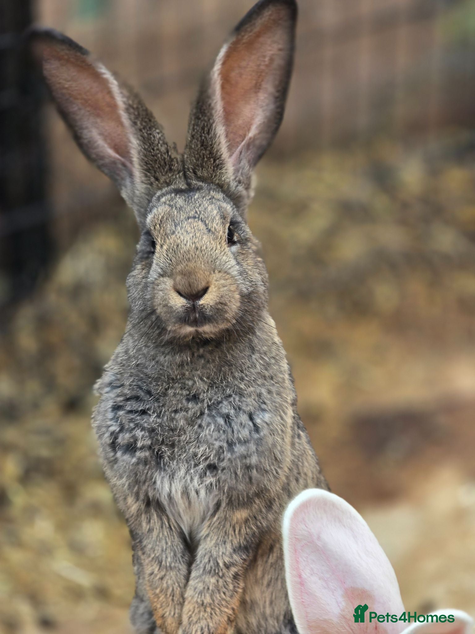 Continental Giant rabbits Stunning pure continental giants  - Advert 1