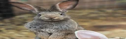Continental Giant rabbits for sale: Stunning pure continental giants  - Advert 1