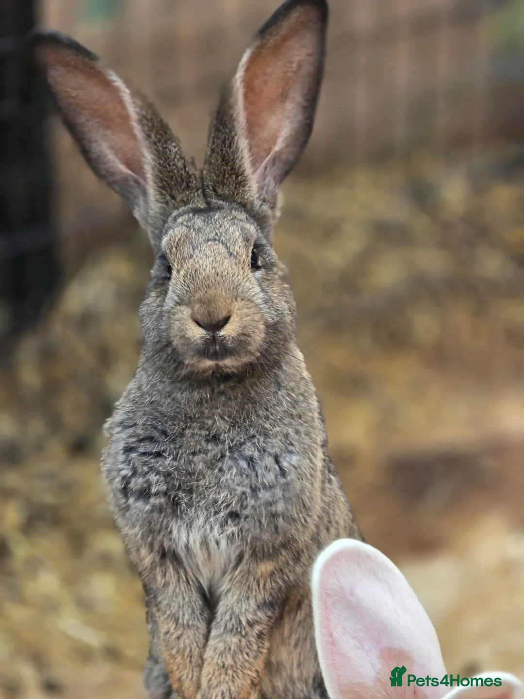 Continental Giant rabbits for sale: Stunning pure continental giants  - Advert 1