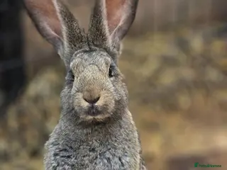 Continental Giant rabbits for sale: Stunning pure continental giants - Advert 2