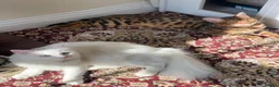 British Longhair cats for sale: Mainecoon ragdoll mixed female cat - Advert 6