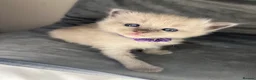 Ragdoll cats for sale: Beautiful mink ragdoll kittens  - Advert 25