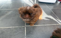 Shih Tzu dogs for sale: Adorable Shih Tzu puppies - Image 4