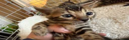 Bengal cats for sale: Outstanding Pedigree TICA Bengal Kittens - Advert 29